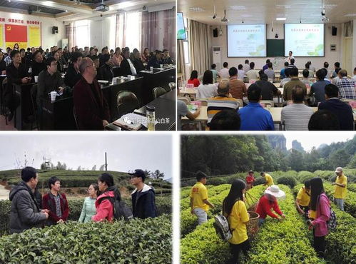 科技賦能茶香飄 安溪茶學院茶學系教工黨支部打造產業振興示范網，